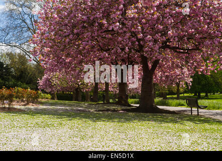 Cherry Blossom in Park Hill au printemps Croydon Surrey UK Banque D'Images