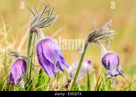 Anémone pulsatille (Pulsatilla vulgaris). Aussi connu comme pasqueflower, anémone pulsatille commune ou Dane's blood. Ici considérée close up dans su Banque D'Images