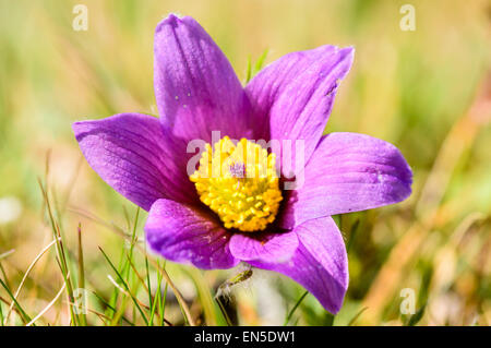 Anémone pulsatille (Pulsatilla vulgaris). Aussi connu comme pasqueflower, anémone pulsatille commune ou Dane's blood. Ici considérée close up dans su Banque D'Images