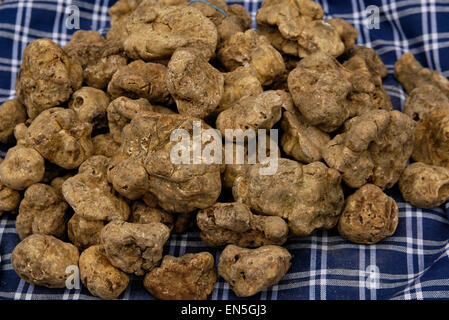 Une cuisine typiquement italienne : truffes blanches et noires Banque D'Images