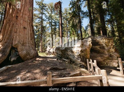 Tronc en Sequoia National Park Banque D'Images