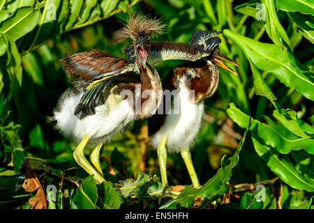 Aigrette tricolore, wacodahatchee les zones humides Banque D'Images