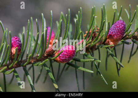L'argent européen sapin (Abies alba) close up de fleurs mâles et des aiguilles Banque D'Images