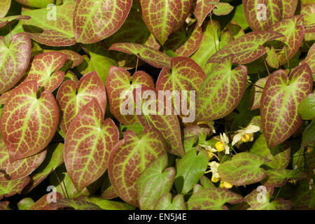 Epimedium versicolor sulphureum ' ' feuilles, Barrenwort Banque D'Images