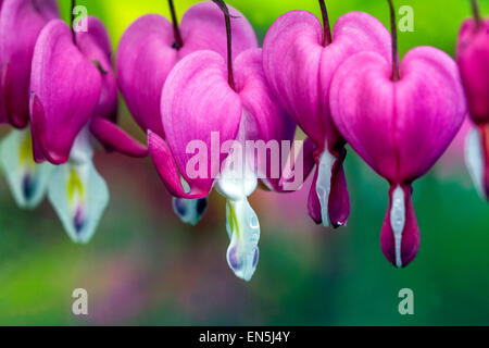 Lamprocapnos spectabilis Dicentra spectabilis coeur d'or gros plan des coeurs de saignement Banque D'Images