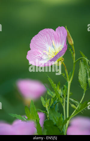 Pink l'onagre (Oenothera speciosa) fleurs de printemps sur meadow Banque D'Images