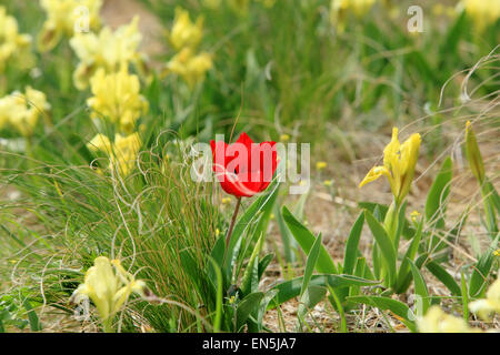 Les tulipes et les iris en fleurs dans la steppe sur un ouragan, région de Rostov, en Russie, Banque D'Images