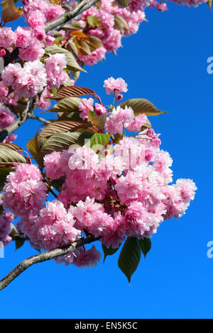 Aberystwyth, Pays de Galles, Royaume-Uni. 28 avril, 2015. Malgré le ciel bleu clair, un fort vent froid perturbe les cerisiers en fleurs et feuillages dans John Gilbey/Alamy Live News 28-Apr-2015 Crédit : John Gilbey/Alamy Live News Banque D'Images