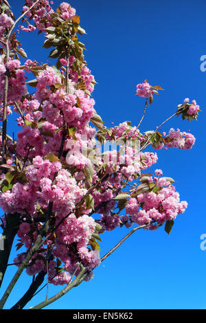 Aberystwyth, Pays de Galles, Royaume-Uni. 28 avril, 2015. Malgré le ciel bleu clair, un fort vent froid perturbe les cerisiers en fleurs et feuillages dans John Gilbey/Alamy Live News 28-Apr-2015 Crédit : John Gilbey/Alamy Live News Banque D'Images