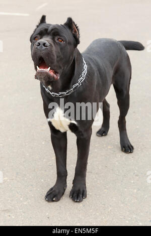 Race de chien Cane Corso Noir debout Banque D'Images