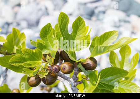 Fig branche avec fruits pas mûrs et de feuilles dans une journée ensoleillée de printemps, blanc et gris clair fond flou Banque D'Images
