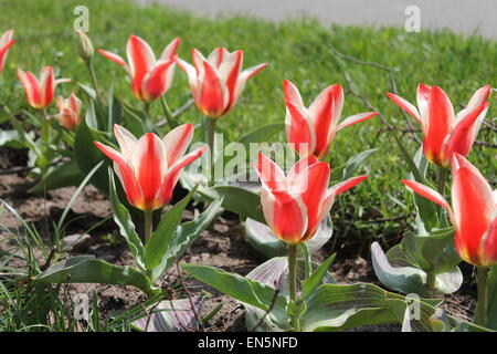 Belle floraison au printemps tulipes rouges sur les corolles Banque D'Images