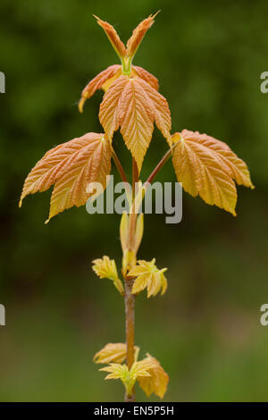 Les jeunes de la direction générale de l'érable (Acer pseudoplatanus) sur fond de forêt Banque D'Images