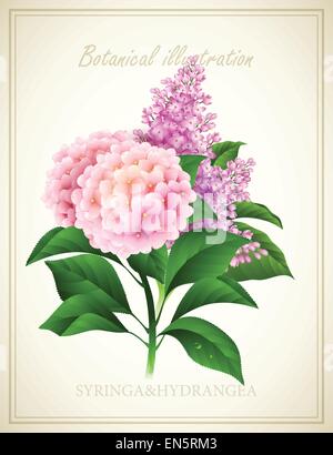Syringa et Hydrangea flower . Vector illustration botanique Illustration de Vecteur