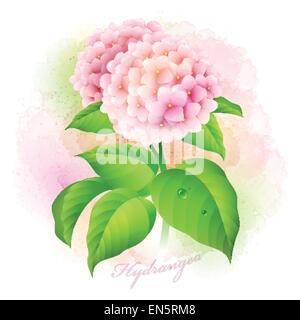 Fleurs d'hortensias. Vector illustration botanique. EPS 10 Illustration de Vecteur