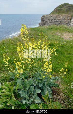 Chou sauvage - Brassica oleracea, croissant sur les falaises du Dorset. Banque D'Images