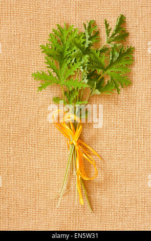 Pelargonium citrosum les feuilles coupées lié Banque D'Images