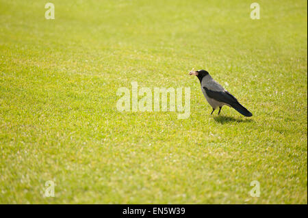 Hooded crow collecte d'oiseaux nichent à foin Banque D'Images