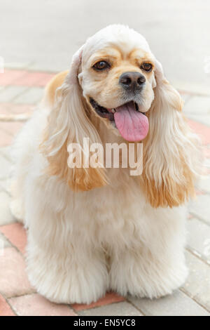 Cute smiling race de chien Cocker Américain Banque D'Images