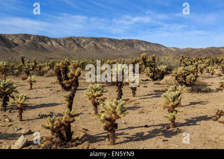 Une photographie de certains Cactus Cholla Cactus Cholla dans jardin dans Joshua Tree National Park, en Californie, USA. Banque D'Images