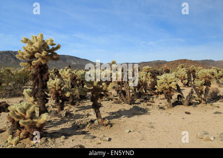 Une photographie de certains Cactus Cholla Cactus Cholla dans jardin dans Joshua Tree National Park, en Californie, USA. Banque D'Images