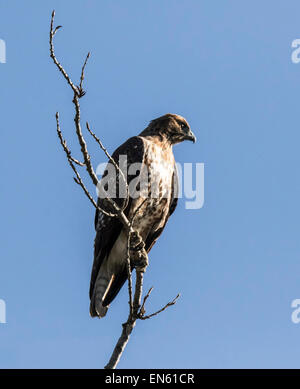 Buse à queue rousse (Buteo jamaicensis) perché au sommet d'un arbre. Banque D'Images
