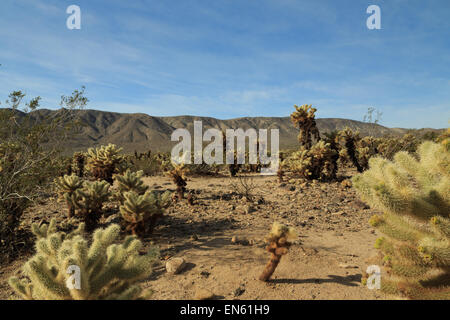 Une photographie de certains Cactus Cholla Cactus Cholla dans jardin dans Joshua Tree National Park, en Californie, USA. Banque D'Images