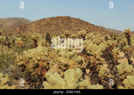 Une photographie de certains Cactus Cholla Cactus Cholla dans jardin dans Joshua Tree National Park, en Californie, USA. Banque D'Images