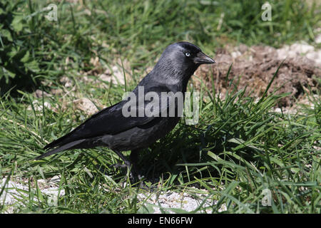 Jackdaw debout dans l'herbe Banque D'Images