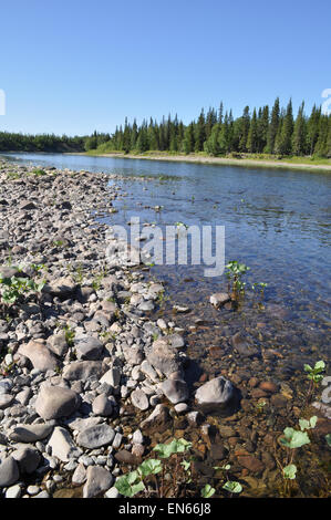 Cailloux sur les bords de rivières de la taïga de l'Oural. De l'Oural polaire, république des Komis, en Russie. Banque D'Images