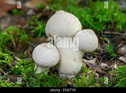 Vesse-de-commune (Lycoperdon perlatum) couvertes de pale, peu d'épines en forme de cône, les champignons saprophytes, comestibles, Suisse Banque D'Images