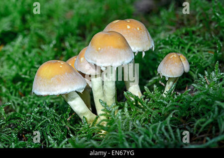 Touffe Hypholoma capnoides (conifères), les champignons saprophytes, comestibles, Suisse Banque D'Images