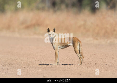 Dingo (Canis lupus dingo), Mitchell Plateau, région de Kimberley, en Australie occidentale, WA, Australia Banque D'Images