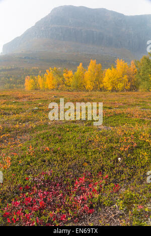 Paysage d'automne dans le parc national de Stora sjöfallets avec montagne en arrière-plan, Gällivare, Suède Banque D'Images