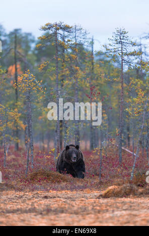 Ours brun, Ursus arctos, venant vers la caméra, rouge couleurs d'automne sur les buissons autour de Kuhmo (Finlande), Banque D'Images