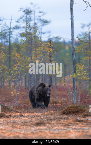 Ours brun, Ursus arctos, venant vers la caméra, rouge couleurs d'automne sur les buissons autour de Kuhmo (Finlande), Banque D'Images