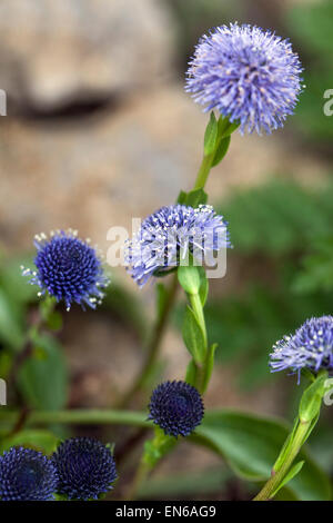 Globe Globularia punctata, Daisy, la floraison Banque D'Images