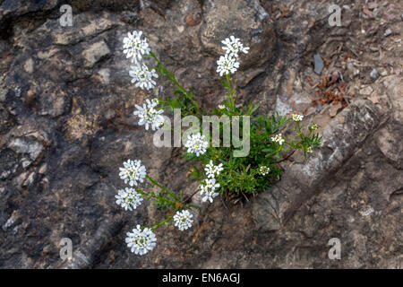 Iberis sempervirens, rockery à candytuft vert Banque D'Images