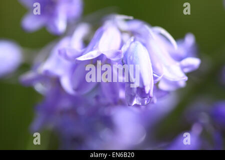 Bluebell Herefordshire, UK. 29 avril, 2015. Gouttes de pluie sur une météo uk Bluebell après une brève douche à effet pluie. Banque D'Images