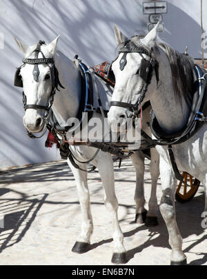 Deux chevaux Panier blanc à Sintra - Portugal Banque D'Images