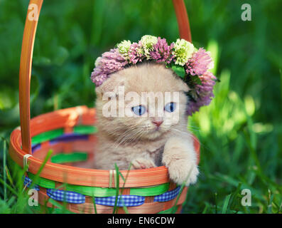 Cute kitten couronnés de chapelet dans un panier Banque D'Images