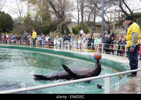 Le spectacle au Zoo de Budapest, Hongrie Banque D'Images