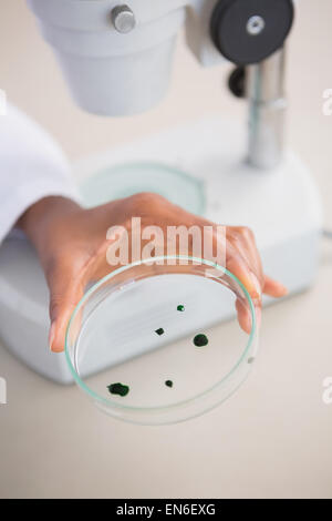 Scientist examining petri dish Banque D'Images