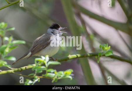 Blackcap (Sylvia atricapilla). Le chant masculin dans les broussailles. Banque D'Images