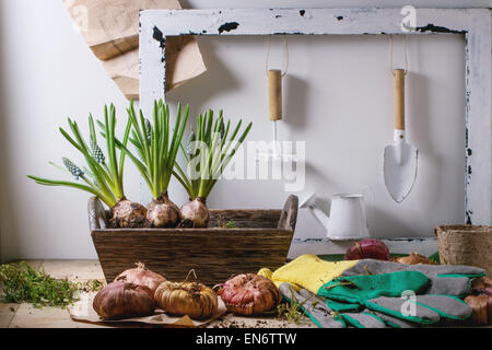 Muskari germées et prêts pour la plantation des bulbes de tulipes et d'outils de jardin sur table en bois. Banque D'Images