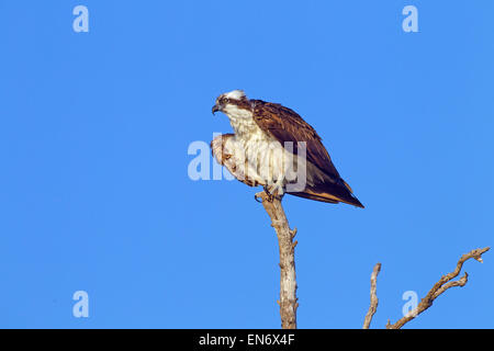 Osprey Pandion haliatus Gulf Coast Florida USA Banque D'Images