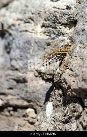 Lézard des murailles (Podarcis muralis). Mâle adulte sur le site à partir d'une fissure dans un mur. L'espèce est présente au Royaume-Uni. Banque D'Images