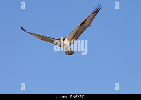 Osprey Pandion haliatus Gulf Coast Florida USA Banque D'Images