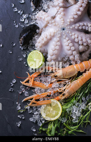 Langoustines crues, moules et poulpes avec de la chaux et des herbes, servi sur glace sur fond noir. Vue d'en haut Banque D'Images