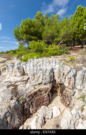 Pins sur rock en Croatie Banque D'Images